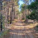 Pinamar - Calles