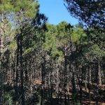 Pinamar - Bosques