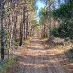 Pinamar - Calles